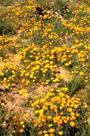 Mexican Poppies