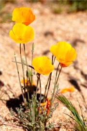 Eschscholtzia californica - Mexican Poppy