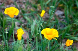 Eschscholtzia californica - Mexican Poppy