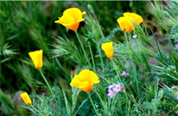 Eschscholtzia californica - Mexican Poppy