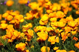 Eschscholtzia californica - Mexican Poppy