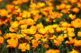 Eschscholtzia californica - Mexican Poppy