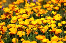 Eschscholtzia californica - Mexican Poppy