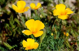 Eschscholtzia californica - Mexican Poppy