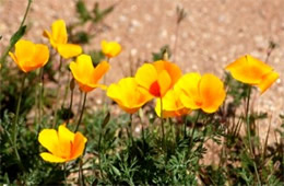 Eschscholtzia californica - Mexican Poppy