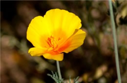 Mexican Poppy