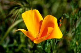 Mexican Poppy