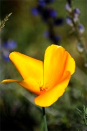 Eschscholtzia californica - Mexican Poppy