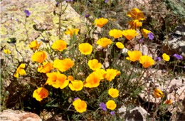 Eschscholtzia californica - Mexican Poppy