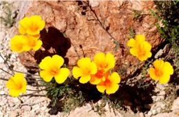 Eschscholtzia californica - Mexican Poppy