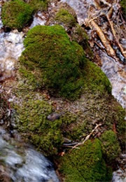 Moss