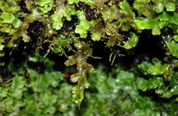 Moss and Liverwort