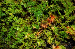 Moss and Liverwort