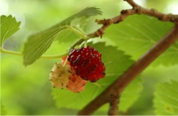 Morus rubra - Red Mulberry