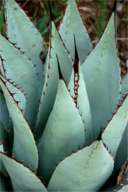 New Mexico Agave