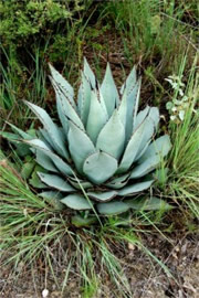 New Mexico Agave