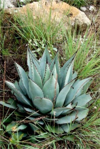 New Mexico Agave