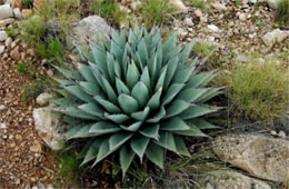 New Mexico Agave