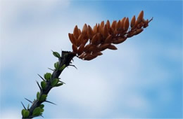 Ocotillo - Fouquieria splendens