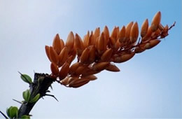 Ocotillo - Fouquieria splendens