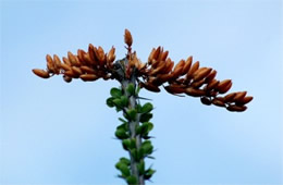 Ocotillo - Fouquieria splendens