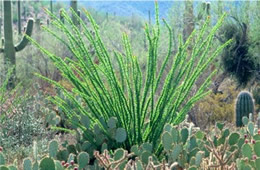 Ocotillo - Fouquieria splendens