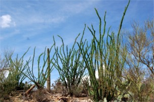 Ocotillo - Fouquieria splendens