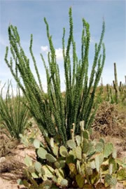 Ocotillo - Fouquieria splendens