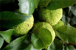 Osage Orange