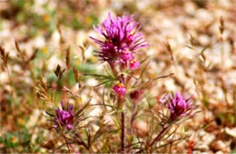 Castilleja exserta - Owl Clover