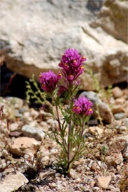 Castilleja exserta - Owl Clover