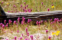 Castilleja exserta - Owl Clover