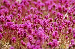 Castilleja exserta - Owl Clover