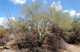 Palo Verde Tree