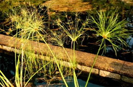 Cyperus papyrus - Papyrus Plant