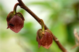 Pawpaw Flower