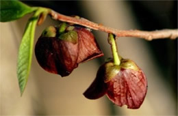 Pawpaw Flower