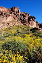 Wildflowers along the Peralta Trail