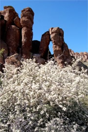 White Flowers along the Peralta Trail