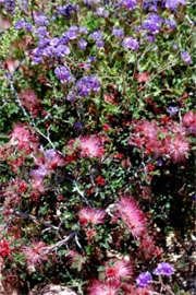 Calliandra eriophylla and Phacelia distans - Fairy Duster and Scorpionweed