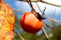 Diospyros virginiana - American Persimmon