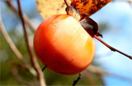 Diospyros virginiana - American Persimmon