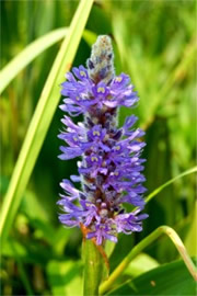 Pontederia cordata - Pickerelweed