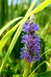 Pontederia cordata - Pickerelweed