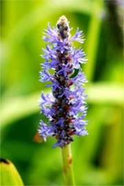 Pontederia cordata - Pickerelweed