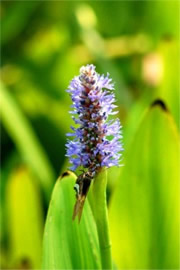 Pontederia cordata - Pickerelweed with Skipper