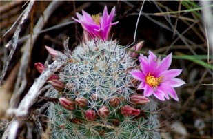 Mammillaria grahamii - Pincushion Cactus Flower