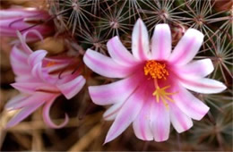 Mammillaria grahamii - Pincushion Cactus Flower