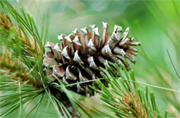 pine cone