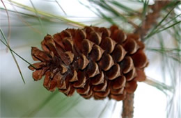 pine cone